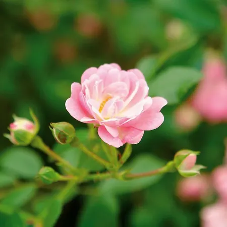 호텔 Und Restaurant Buehlhaus 아이벤슈토크